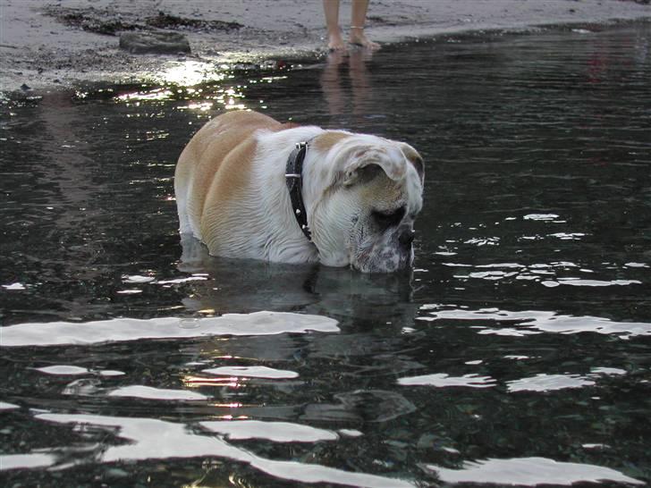 Engelsk bulldog Whiskey - z Mostowego Sadu - Hmmm... hvor er fiskene? billede 10