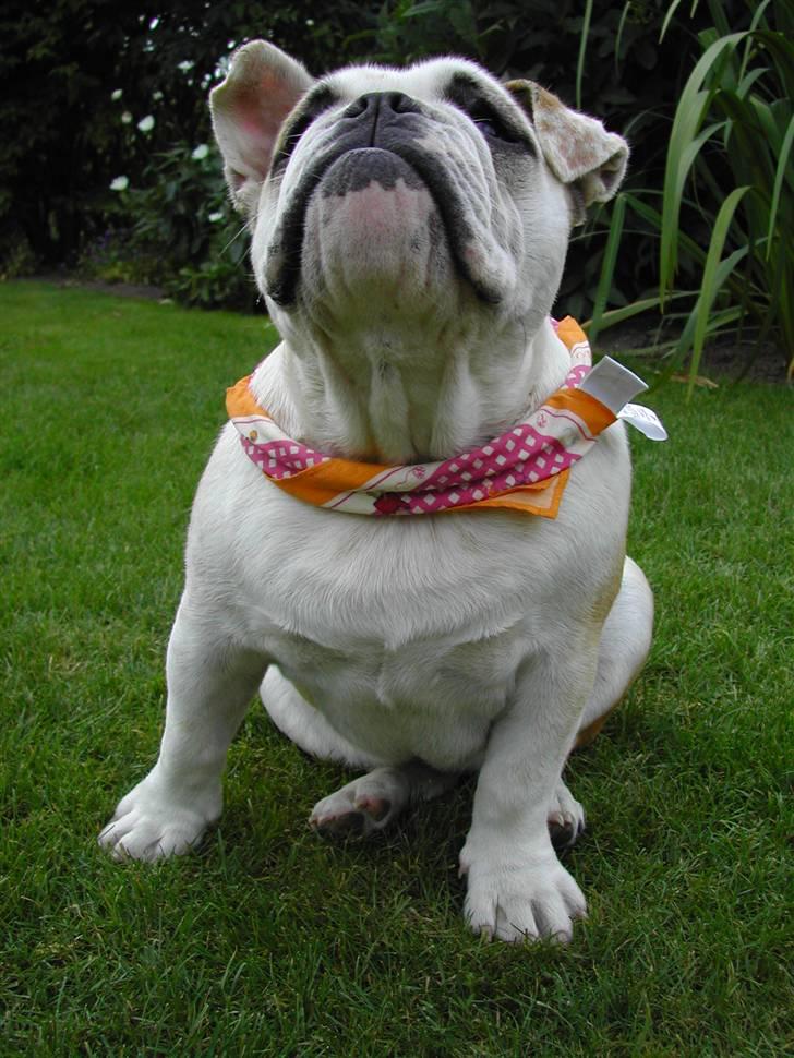 Engelsk bulldog Whiskey - z Mostowego Sadu billede 2