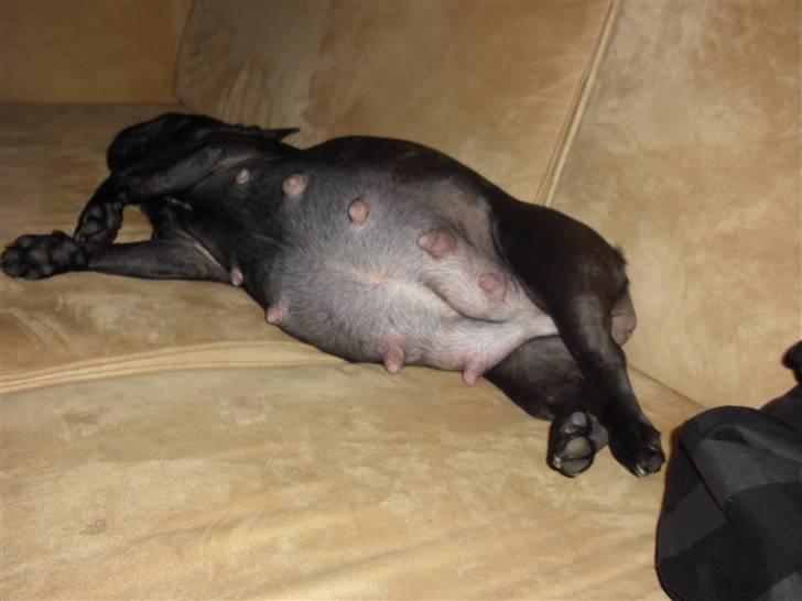 Fransk bulldog Aggie - Ja nu er det ved at være oppe over som i  kan se ;) billede 10