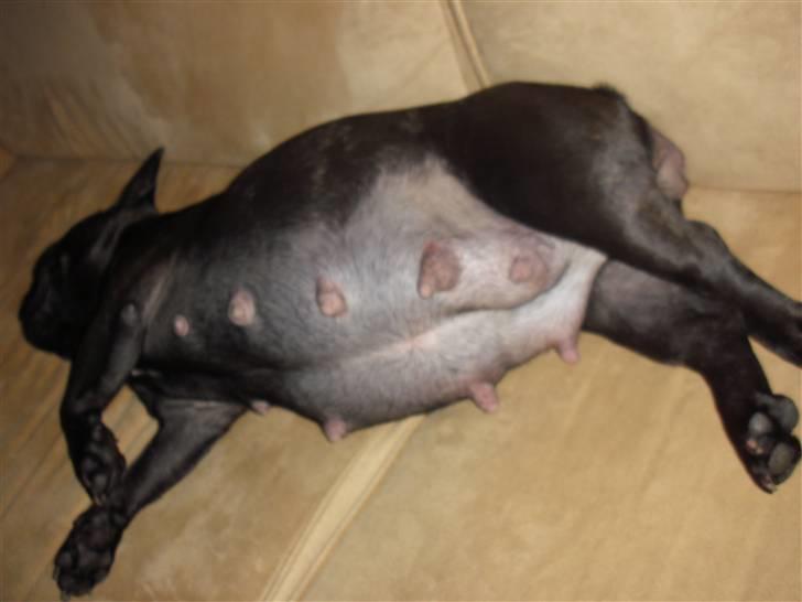 Fransk bulldog Aggie - Tykke Aggie :) billede 11