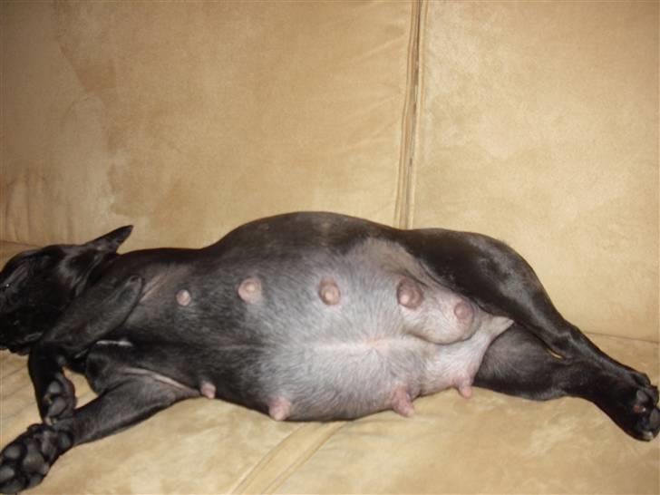 Fransk bulldog Aggie billede 12