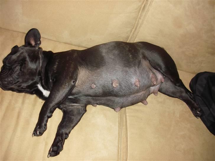 Fransk bulldog Aggie billede 13