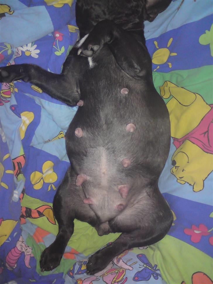 Fransk bulldog Aggie billede 14