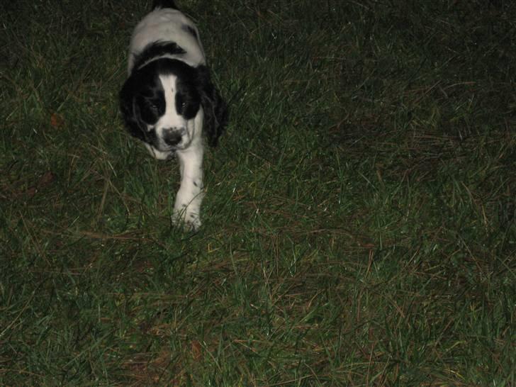 Cocker spaniel Scott <3 billede 5