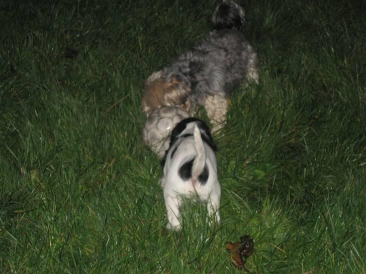 Cocker spaniel Scott <3 - arghhh ja mig og king leger godt sammen.. det lyder bare lidt vildt nogen gange... men det er sjovt billede 6