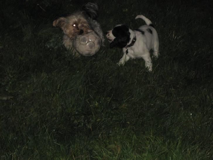 Cocker spaniel Scott <3 billede 7