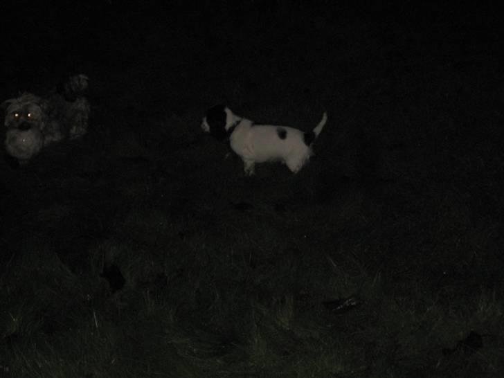 Cocker spaniel Scott <3 billede 8