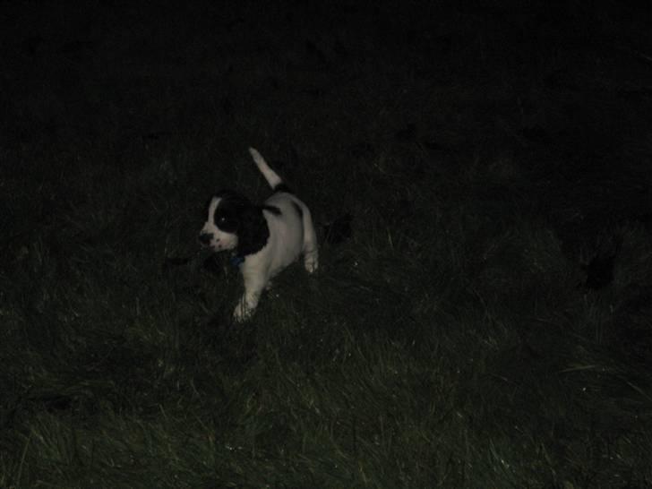 Cocker spaniel Scott <3 billede 9