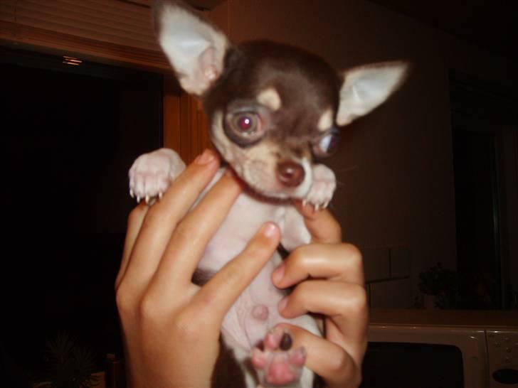 Chihuahua Choko Al Pacino - De første billeder af Choko billede 8