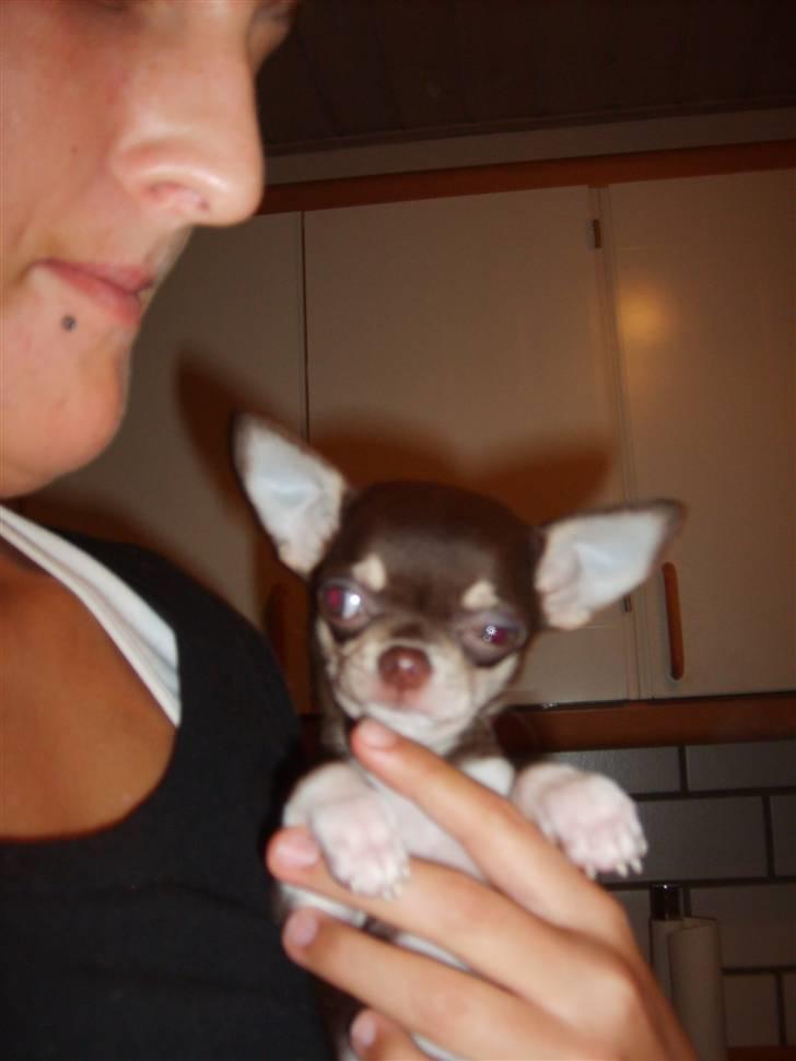 Chihuahua Choko Al Pacino - De første billeder af Choko billede 9