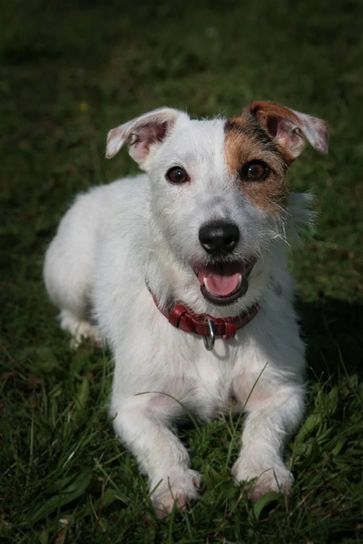 Jack russell terrier Ace (Himmelhund) - Er jeg ikke bare sød billede 8