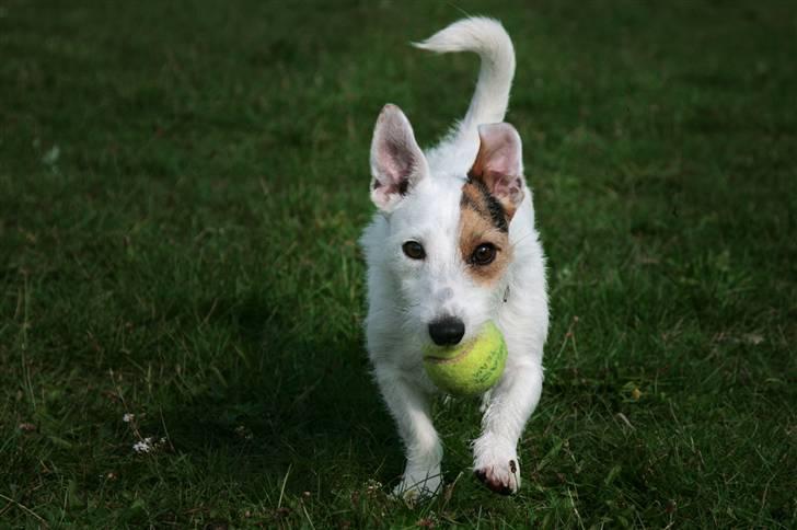 Jack russell terrier Ace (Himmelhund) billede 9