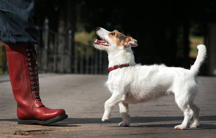 Jack russell terrier Ace (Himmelhund) billede 10
