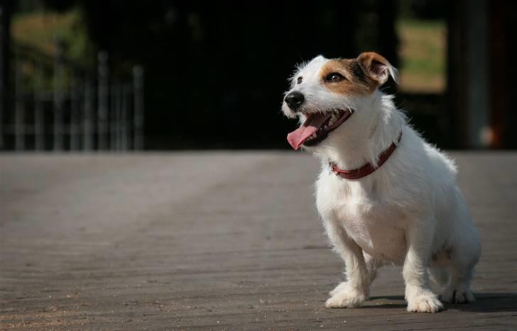 Jack russell terrier Ace (Himmelhund) billede 11