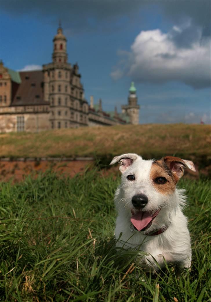 Jack russell terrier Ace (Himmelhund) billede 13