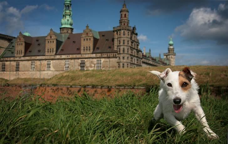 Jack russell terrier Ace (Himmelhund) - en flyvende hund billede 14