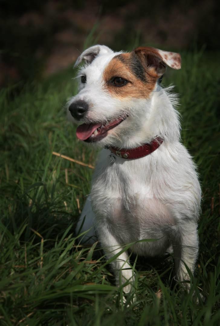 Jack russell terrier Ace (Himmelhund) billede 15