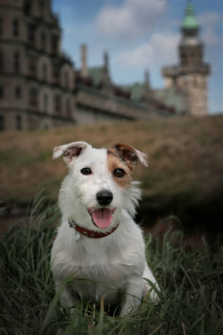 Jack russell terrier Ace (Himmelhund) billede 16