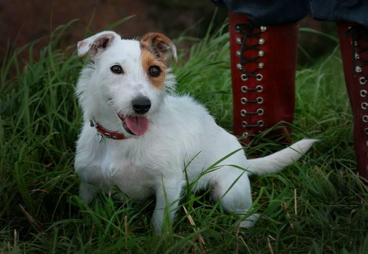 Jack russell terrier Ace (Himmelhund) billede 17