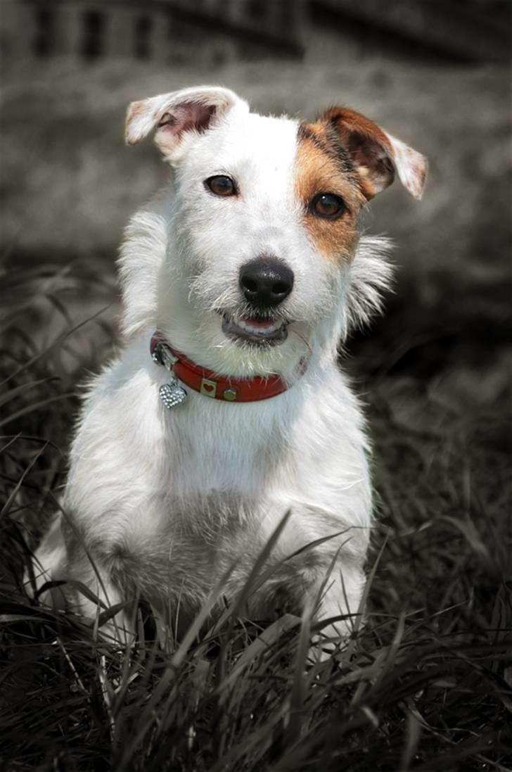 Jack russell terrier Ace (Himmelhund) billede 18