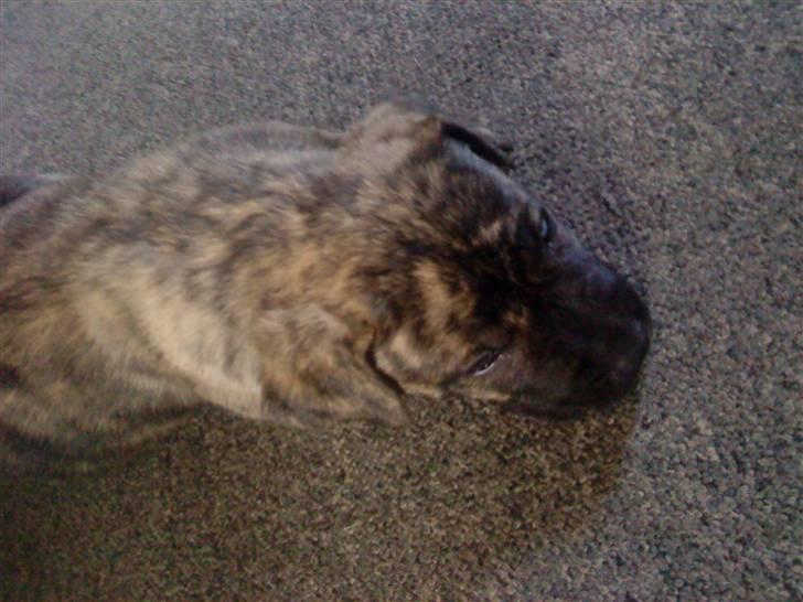 Dogo canario Kenya billede 13