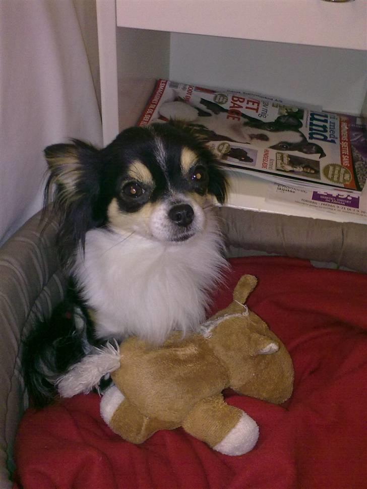 Chihuahua Elvis - Elvis i sin kurv billede 9