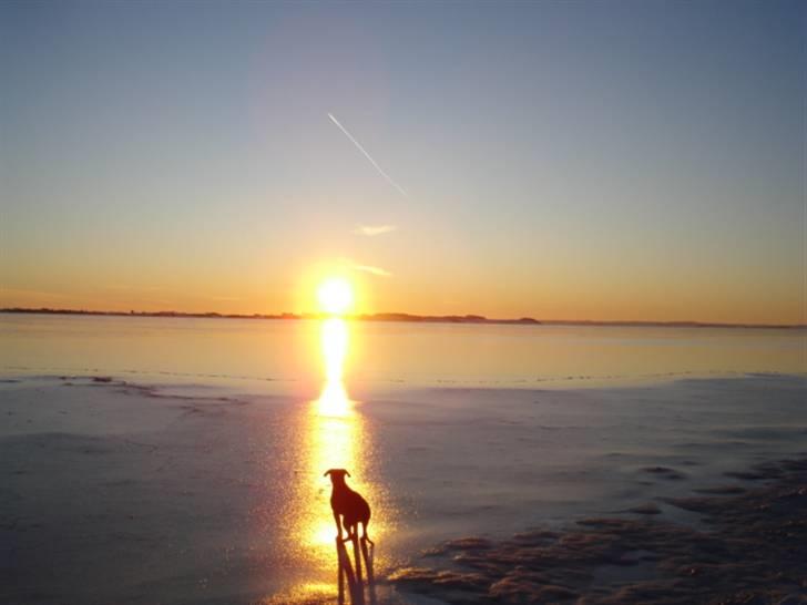 Amerikansk staffordshire terrier Maggie - Nyder det stille øjeblik.. billede 15