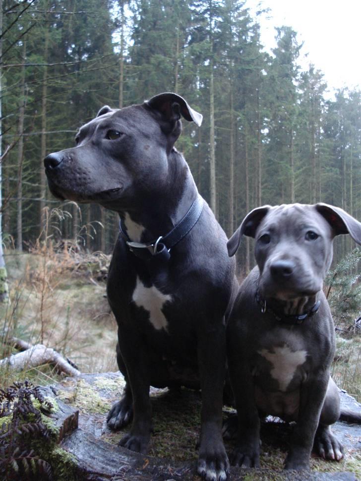 Amerikansk staffordshire terrier Maggie - Så fin (: billede 17