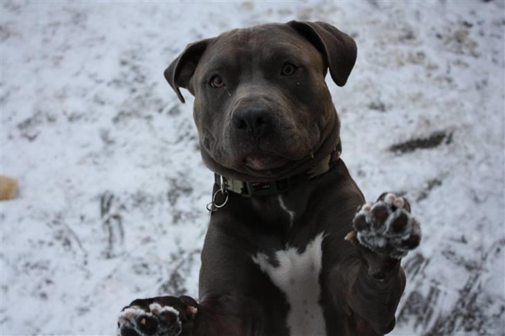 Amerikansk staffordshire terrier Maggie billede 18