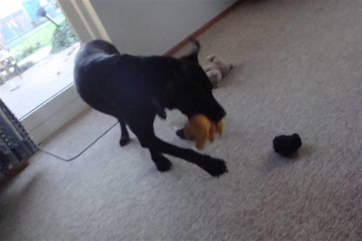 Labrador retriever Berry Wallstreet  billede 11