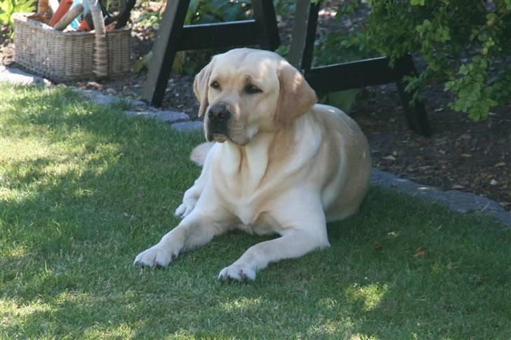 Labrador retriever Balder  - Balder syntes det er for varmt inden for så han gik ud i skyggen ´(; billede 2
