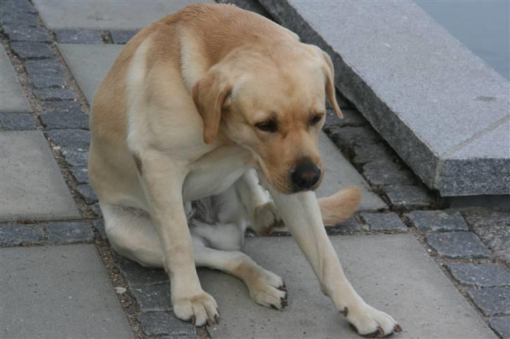 Labrador retriever Balder  - "det klør" <3 billede 3
