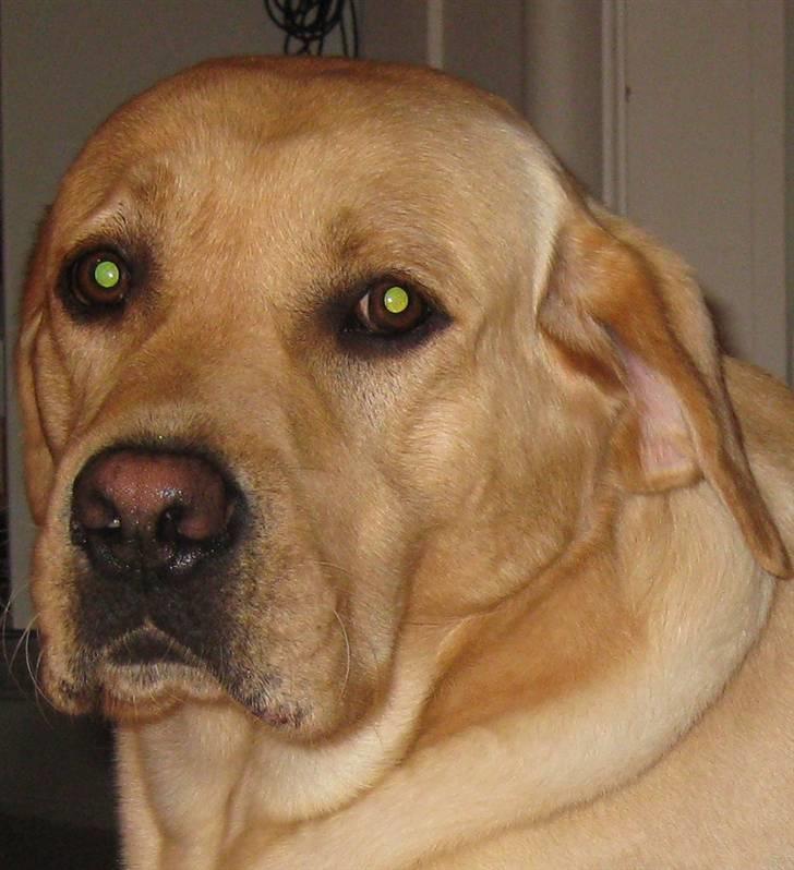 Labrador retriever Balder  - nårh. hvor er han sød(; billede 4