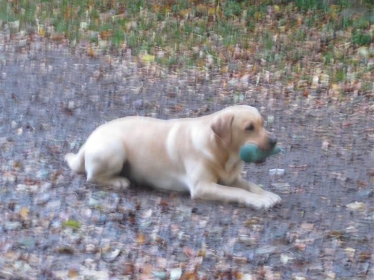 Labrador retriever Balder  - Balder ligger på jagt (; billede 5