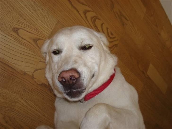 Labrador retriever Max billede 10