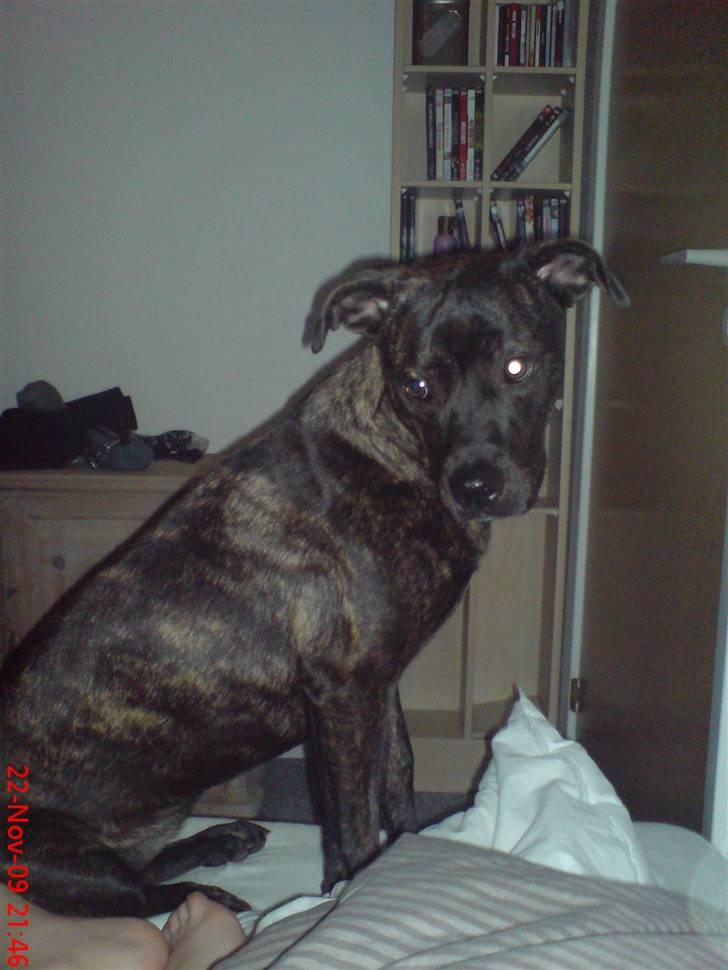 Blanding af racer Freja billede 7