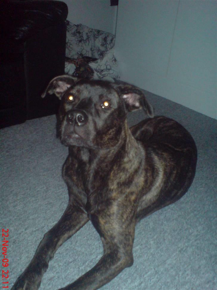 Blanding af racer Freja billede 9