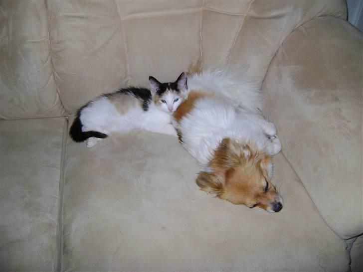 Blanding af racer Minnie billede 11