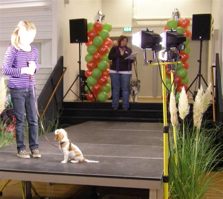 Cavalier king charles spaniel Thyholms Bella Perla  - Perla - Perla på leg og livssilsmesse med kæledyrskompagniet - 10,5 uger billede 7