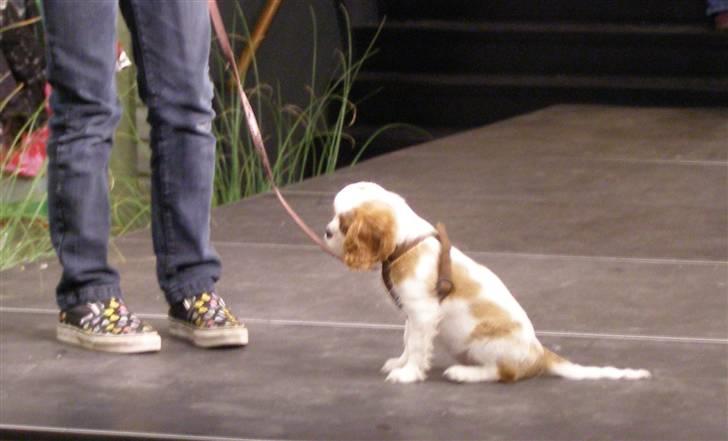 Cavalier king charles spaniel Thyholms Bella Perla  - Perla - Perla på leg og livssilsmesse med kæledyrskompagniet - 10,5 uger billede 8