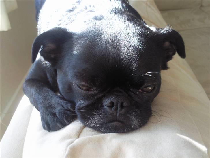 Blanding af racer Ludwig billede 2