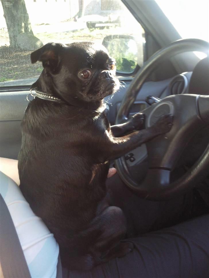 Blanding af racer Ludwig billede 3