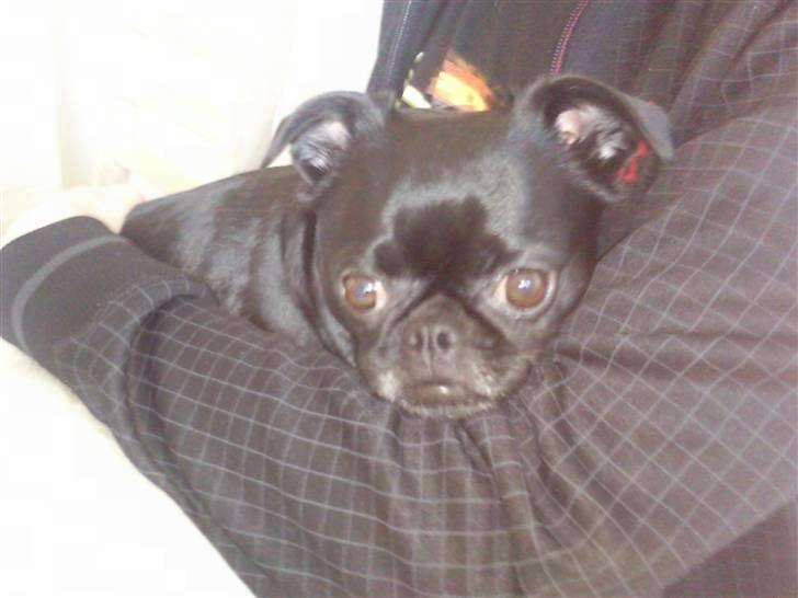 Blanding af racer Ludwig billede 4