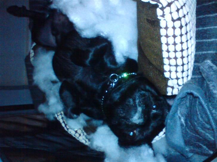 Blanding af racer Ludwig billede 6