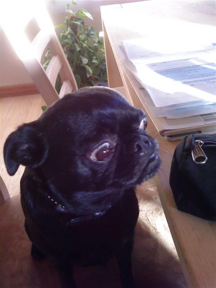 Blanding af racer Ludwig billede 7