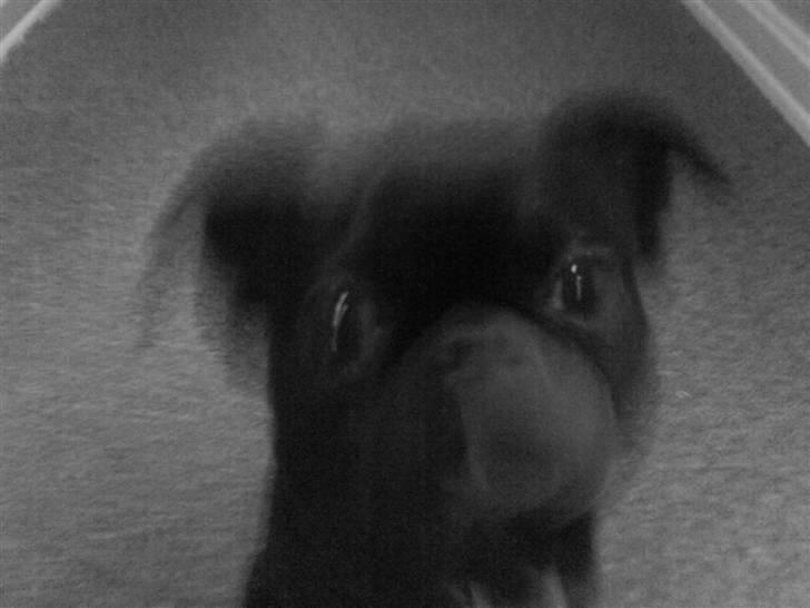 Blanding af racer Ludwig billede 8