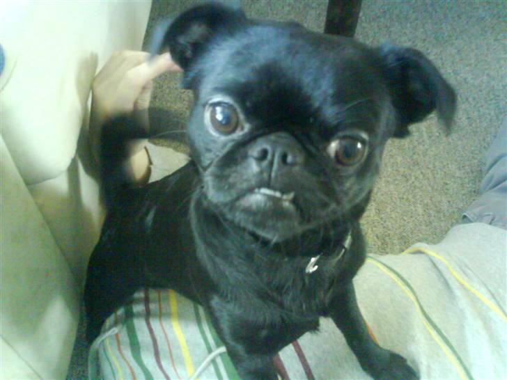 Blanding af racer Ludwig billede 9