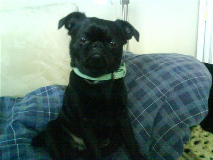 Blanding af racer Ludwig billede 10