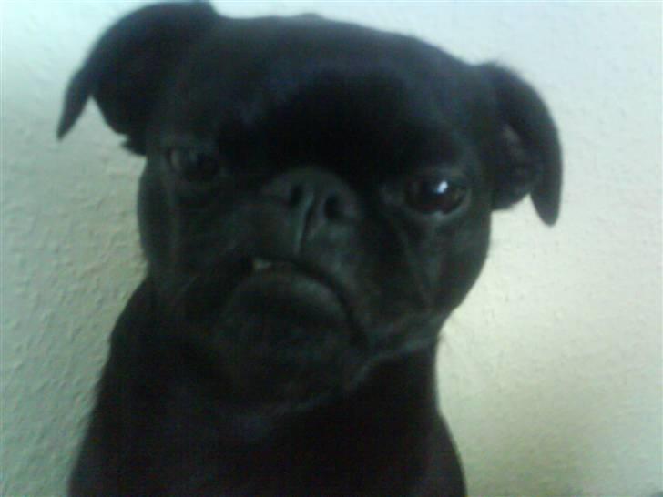 Blanding af racer Ludwig billede 11