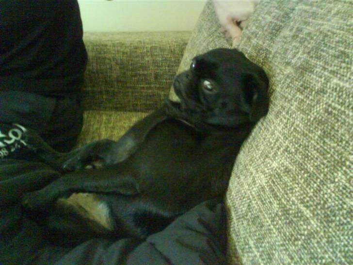 Blanding af racer Ludwig billede 12